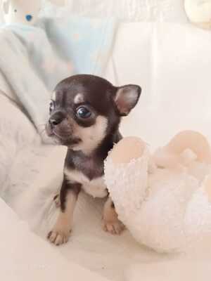 Oskar