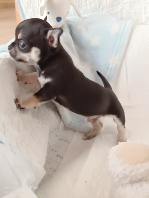 Oskar, Chihuahua Baby Welpen - Rüde