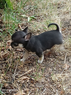 Oskar, Chihuahua Baby Welpen - Rüde