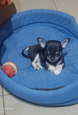 Oskar, Chihuahua Baby Welpen - Rüde