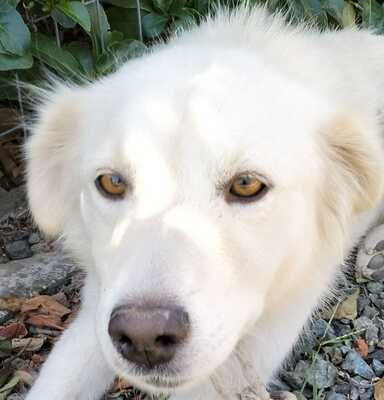 Oskar - liebt es zu spielen und mit dem Menschen zu interagieren,, weißer Schäferhund-Mischling - Rüde