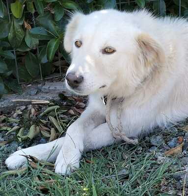 Oskar - liebt es zu spielen und mit dem Menschen zu interagieren,, weißer Schäferhund-Mischling - Rüde