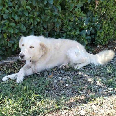 Oskar - liebt es zu spielen und mit dem Menschen zu interagieren,, weißer Schäferhund-Mischling - Rüde