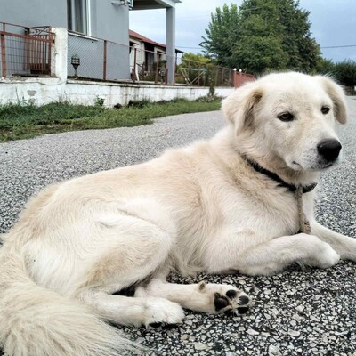 Oskar - liebt es zu spielen und mit dem Menschen zu interagieren,, weißer Schäferhund-Mischling - Rüde