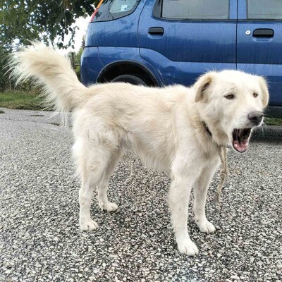 Oskar - liebt es zu spielen und mit dem Menschen zu interagieren,, weißer Schäferhund-Mischling - Rüde