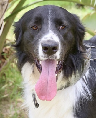 Oso, Mix - Rüde