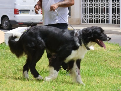 Oso, Mix - Rüde
