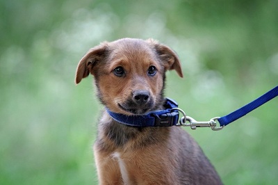 Otis, Mischling Welpen - Rüde