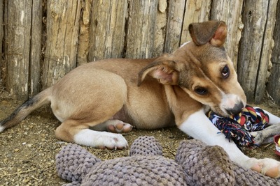 Otto, Bodeguero Mix - Rüde