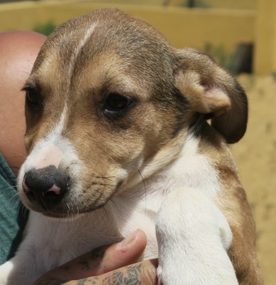 Otto, Bodeguero Mix Welpen - Rüde