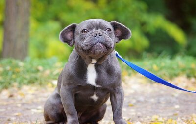 Otto, Franz. Bulldog - Rüde