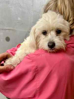 Otto – ein kleines Herz auf der Suche nach großen Menschen