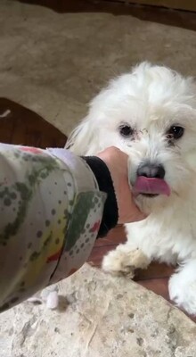 Otto – ein kleines Herz auf der Suche nach großen Menschen, Bichon - Mischling - Rüde