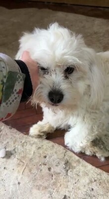 Otto – ein kleines Herz auf der Suche nach großen Menschen, Bichon - Mischling - Rüde