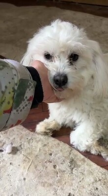 Otto – ein kleines Herz auf der Suche nach großen Menschen, Bichon - Mischling - Rüde