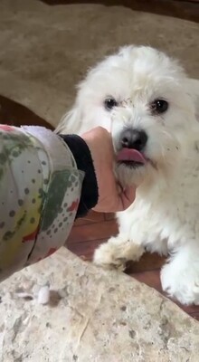 Otto – ein kleines Herz auf der Suche nach großen Menschen, Bichon - Mischling - Rüde