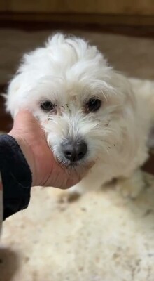 Otto – ein kleines Herz auf der Suche nach großen Menschen, Bichon - Mischling - Rüde