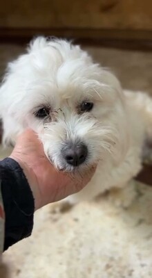 Otto – ein kleines Herz auf der Suche nach großen Menschen, Bichon - Mischling - Rüde