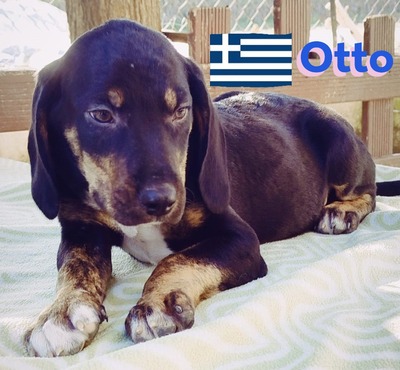 Otto, griechische Bracke Welpen - Rüde