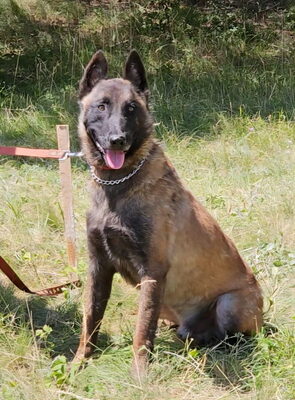Otto sucht aktive hundeerfahrene Menschen, Mischling - Rüde