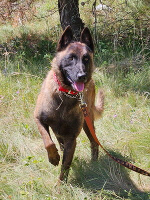 Otto sucht aktive hundeerfahrene Menschen