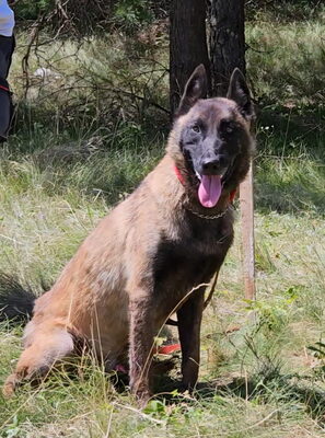 Otto sucht aktive hundeerfahrene Menschen, Mischling - Rüde