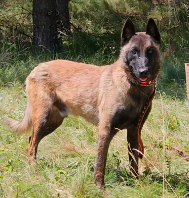 Otto sucht aktive hundeerfahrene Menschen, Mischling - Rüde