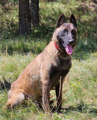 Otto sucht aktive hundeerfahrene Menschen, Mischling - Rüde