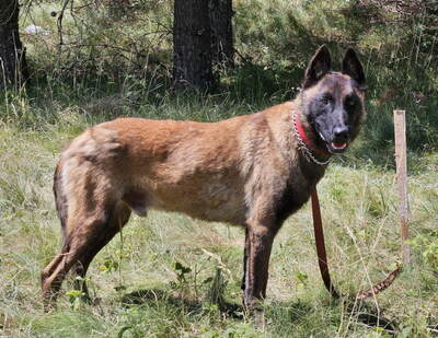 Otto sucht aktive hundeerfahrene Menschen, Mischling - Rüde