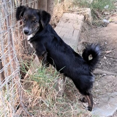 Ouzo - neugierig, verspielt und lernt schnell / Reserviert, Mischling Welpen - Rüde