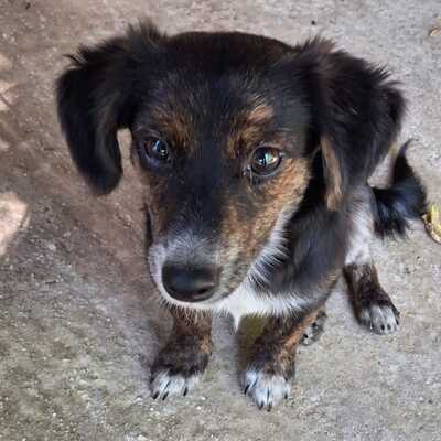 Ouzo - neugierig, verspielt und lernt schnell / Reserviert, Mischling Welpen - Rüde