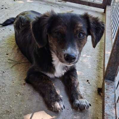 Ouzo - neugierig, verspielt und lernt schnell / Reserviert, Mischling Welpen - Rüde