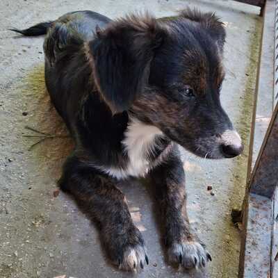 Ouzo - neugierig, verspielt und lernt schnell / Reserviert, Mischling Welpen - Rüde