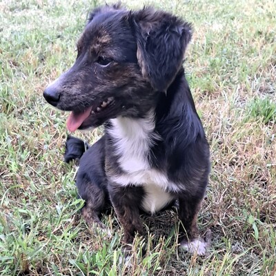 Ouzo - neugierig, verspielt und lernt schnell / Reserviert, Mischling Welpen - Rüde