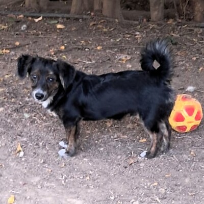 Ouzo - neugierig, verspielt und lernt schnell / Vorgemerkt