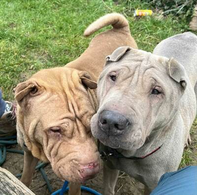 Oxane und Ryanka Shar Pei Hündinnen suchen zusammen ein Zuhause