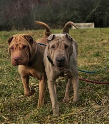Oxane und Ryanka Shar Pei Hündinnen suchen zusammen ein Zuhause, Shar-Pei - Hündin