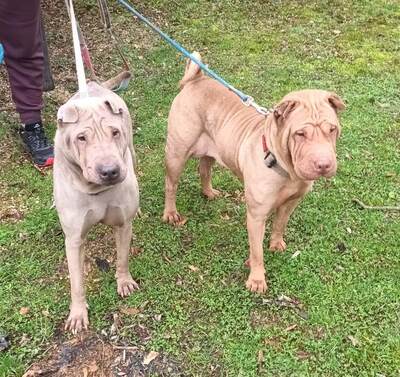 Oxane und Ryanka Shar Pei Hündinnen suchen zusammen ein Zuhause, Shar-Pei - Hündin