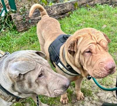 Oxane und Ryanka Shar Pei Hündinnen suchen zusammen ein Zuhause, Shar-Pei - Hündin