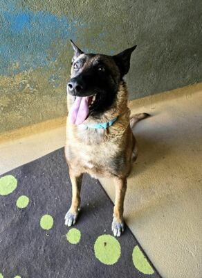 Oxmo ruhiger Malinois Rüde sucht ein Zuhause, Malinois - Rüde