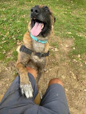 Oxmo ruhiger Malinois Rüde sucht ein Zuhause, Malinois - Rüde