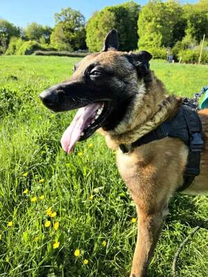 Oxmo ruhiger Malinois Rüde sucht ein Zuhause, Malinois - Rüde
