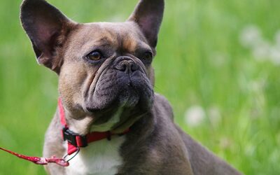 Ozora, FRANZÖSISCHE BULLDOGGE - Hündin