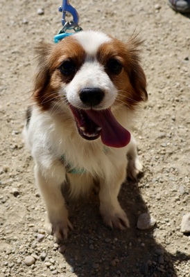 Ozzy, Mix - Rüde