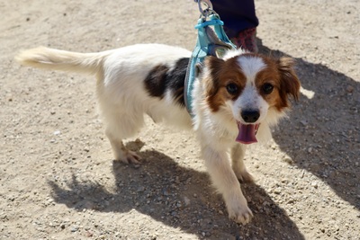 Ozzy, Mix - Rüde