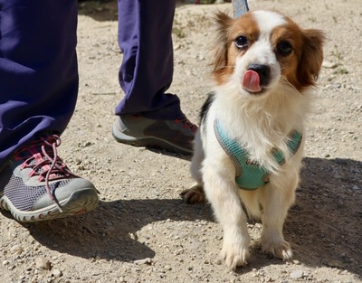 Ozzy, Mix - Rüde