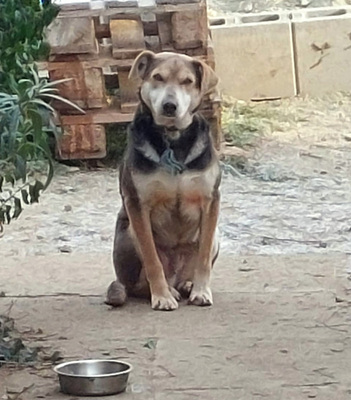 Ozzy - NOTFALL Österreich