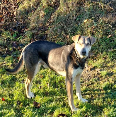 Ozzy - NOTFALL Österreich, Mischling - Rüde