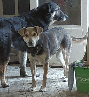 Ozzy - NOTFALL Österreich, Mischling - Rüde