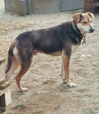 Ozzy - NOTFALL Österreich, Mischling - Rüde